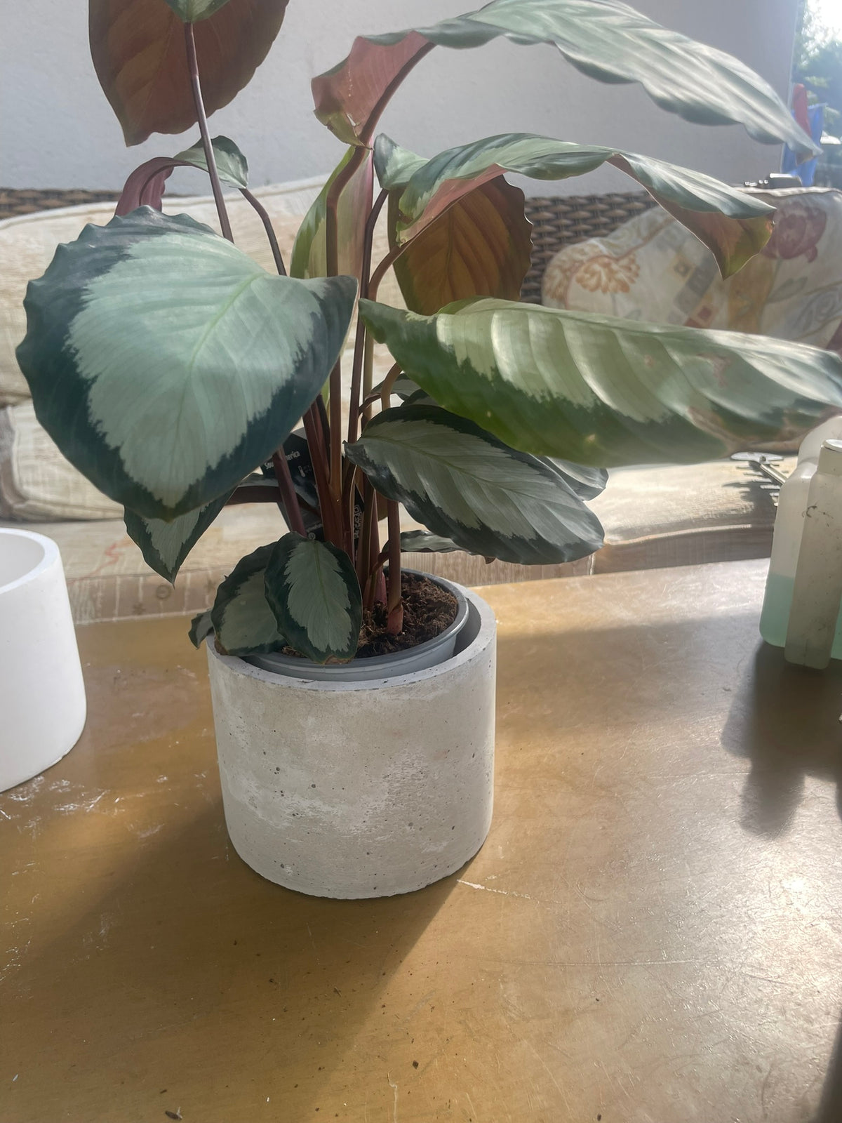Concrete Cement Round Pot 20cm x 16.5cm.