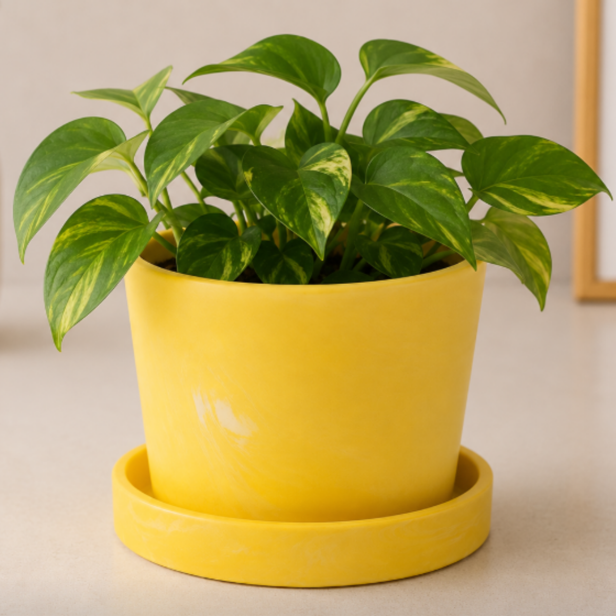 Matte Round Ceramic Planter with Saucer