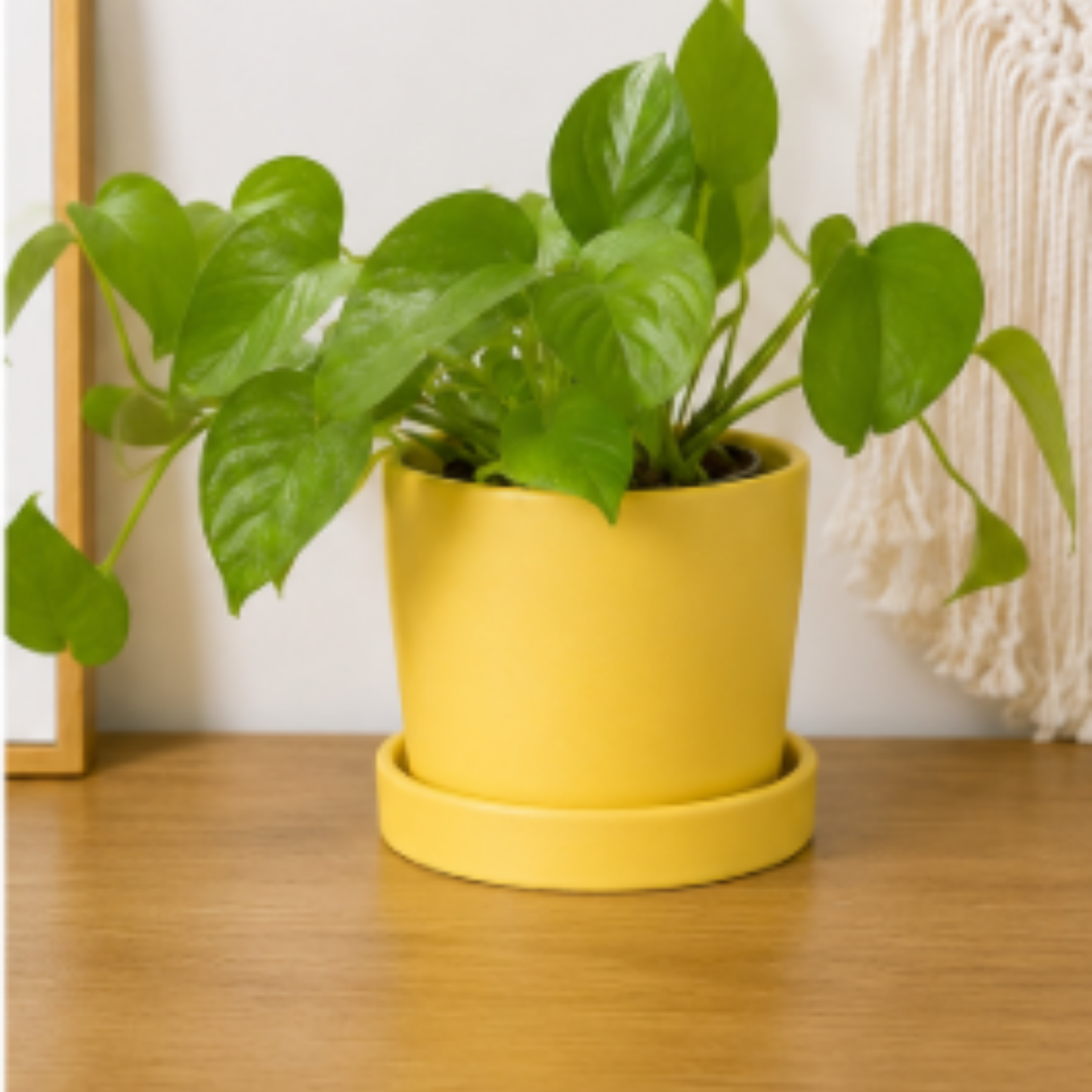 Matte Yellow Ceramic Planter with Saucer