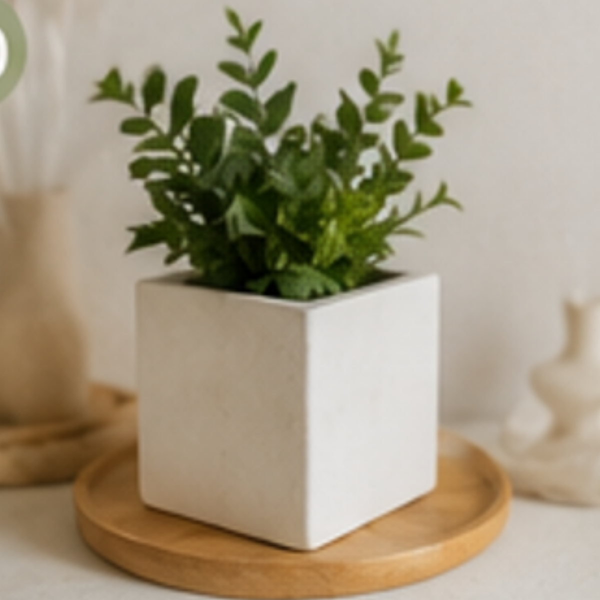 Green plant in a white cube pot on a wooden tray with a neutral background